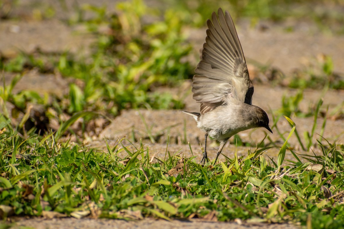 Dormilona Carinegra - ML647436433