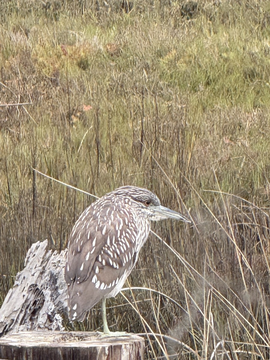 Amiltxori arrunta - ML647436434