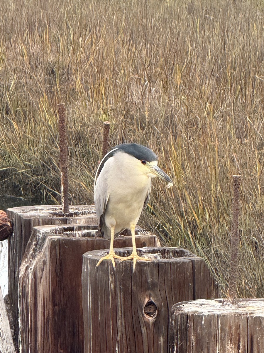 Amiltxori arrunta - ML647436435