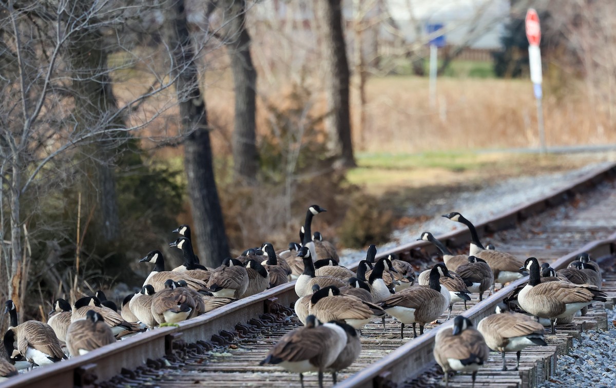 Canada Goose - ML647436444