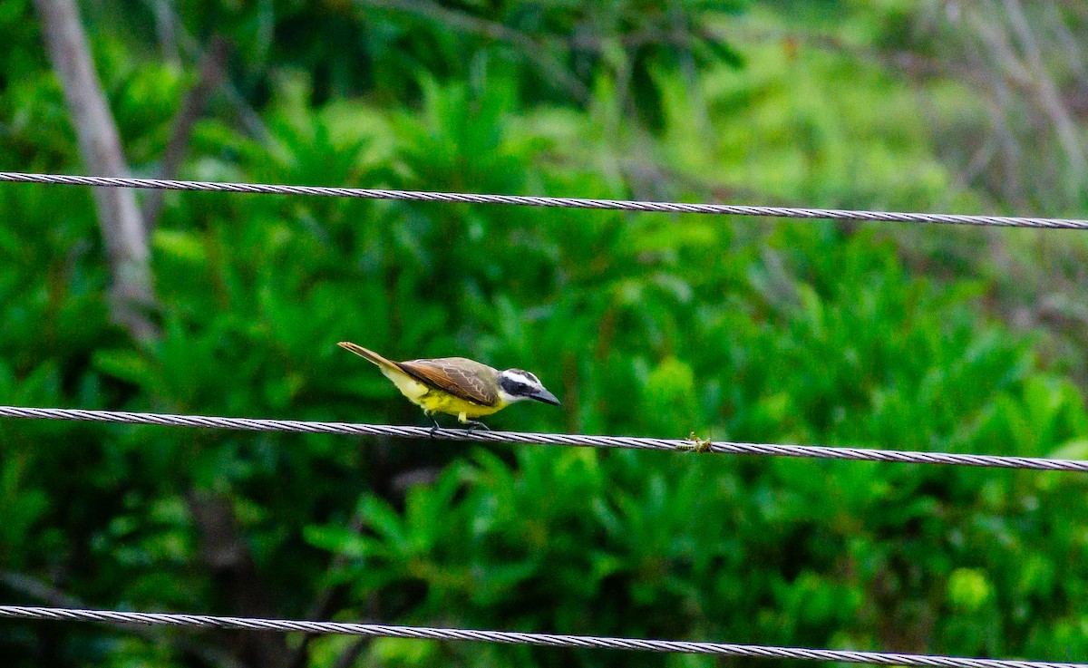 Boat-billed Flycatcher - ML647436455