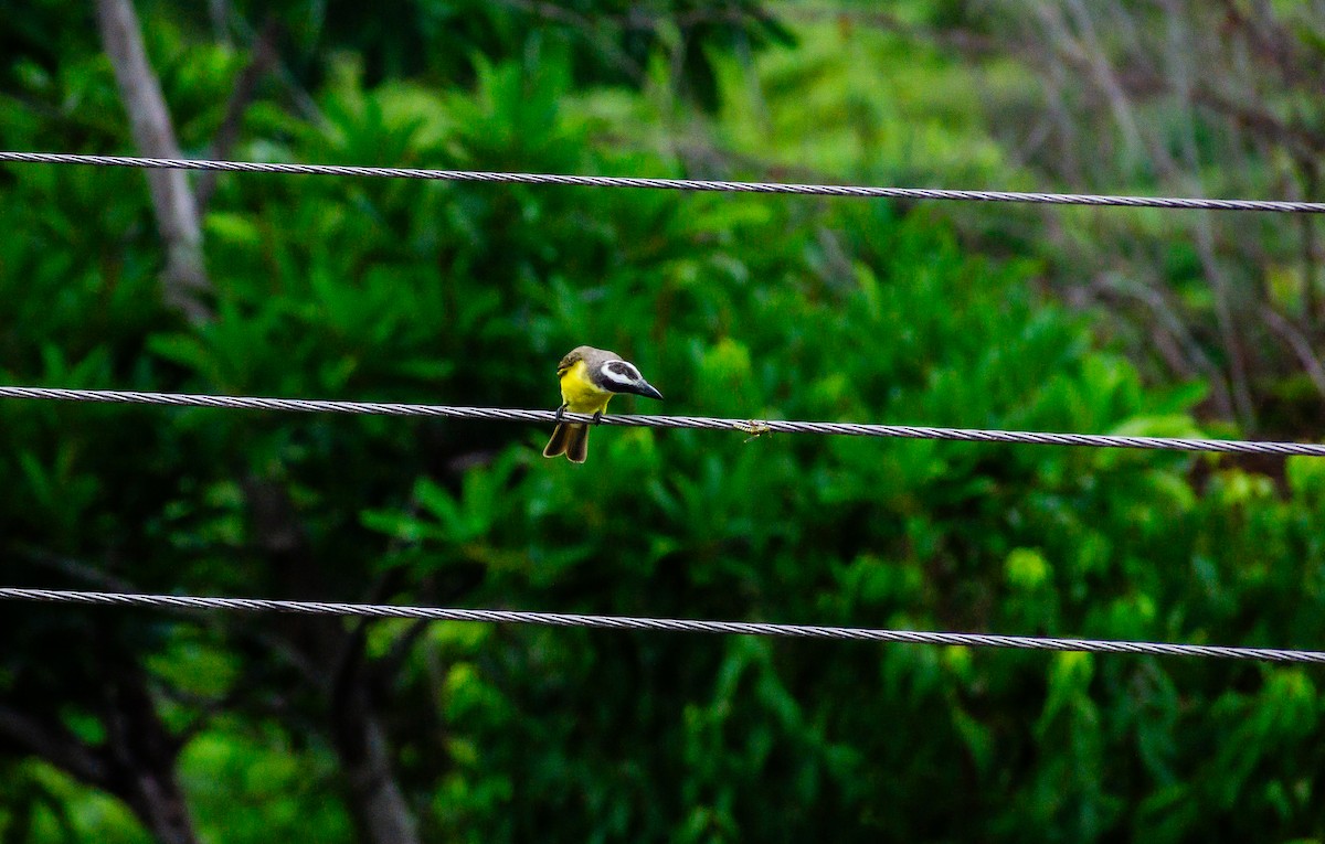 Boat-billed Flycatcher - ML647436456