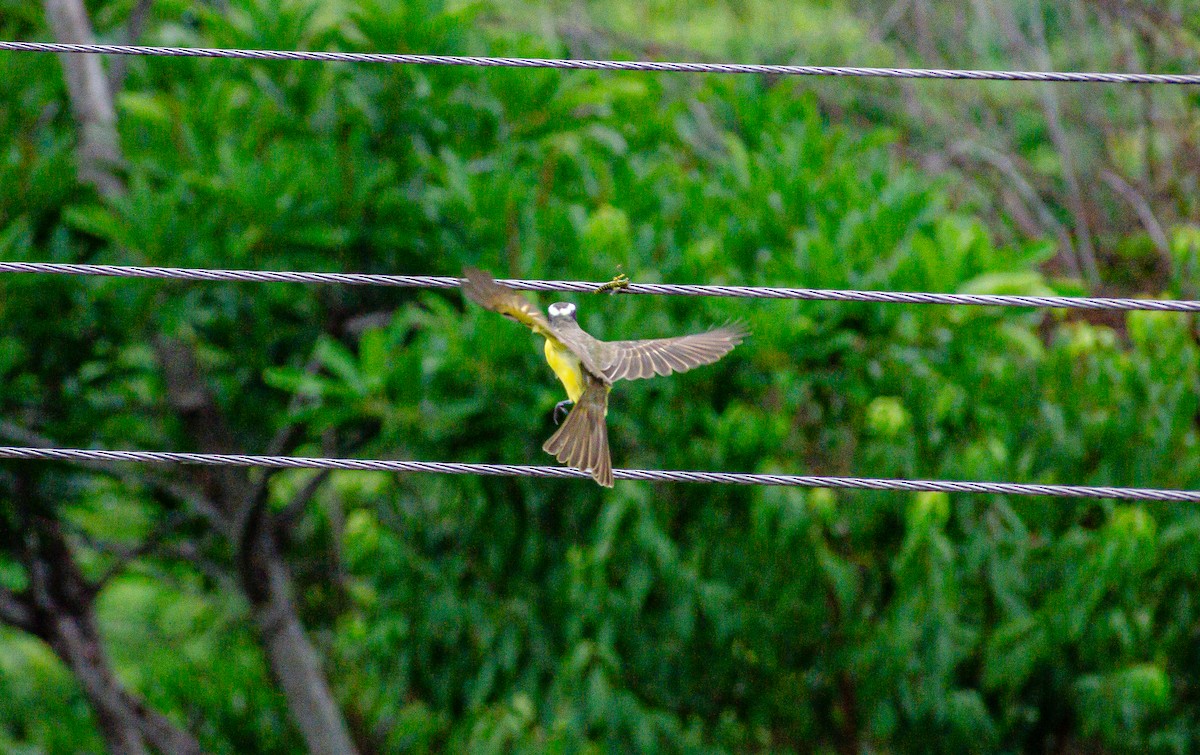 Boat-billed Flycatcher - ML647436457