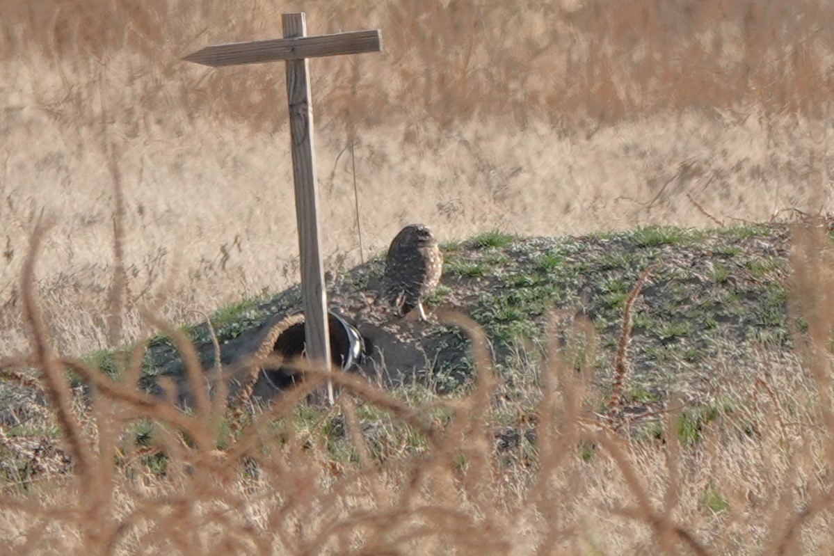 Сич американський - ML647436468