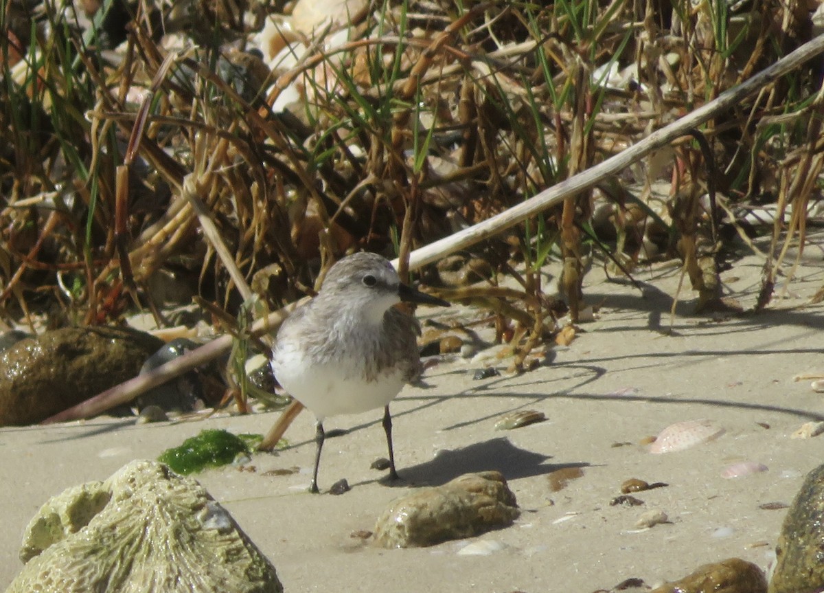 Semipalmated Sandpiper - ML647436481