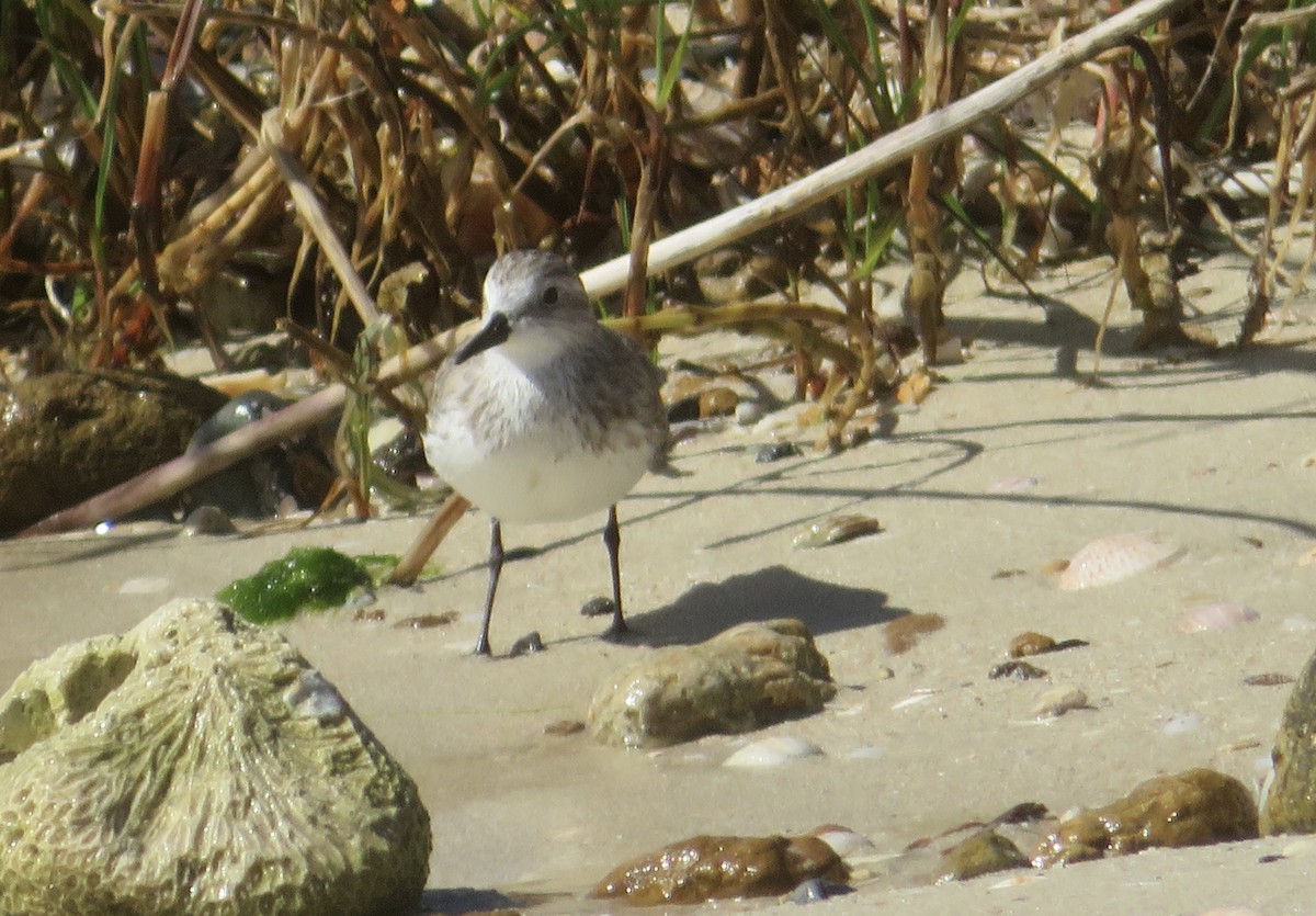 Semipalmated Sandpiper - ML647436482