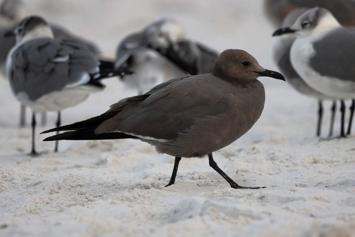 Gray Gull - ML647436485