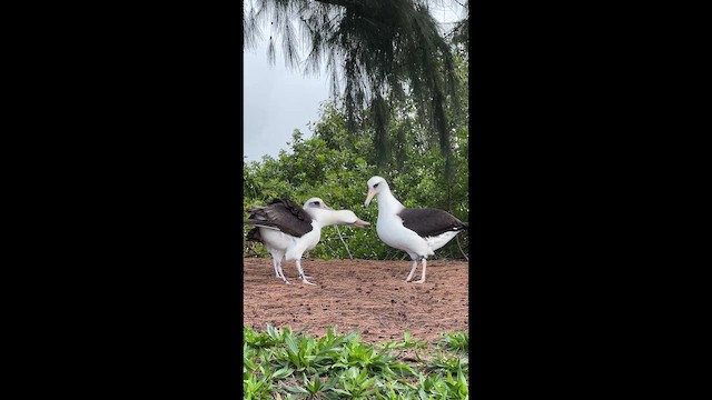 Laysan Albatross - ML647436507