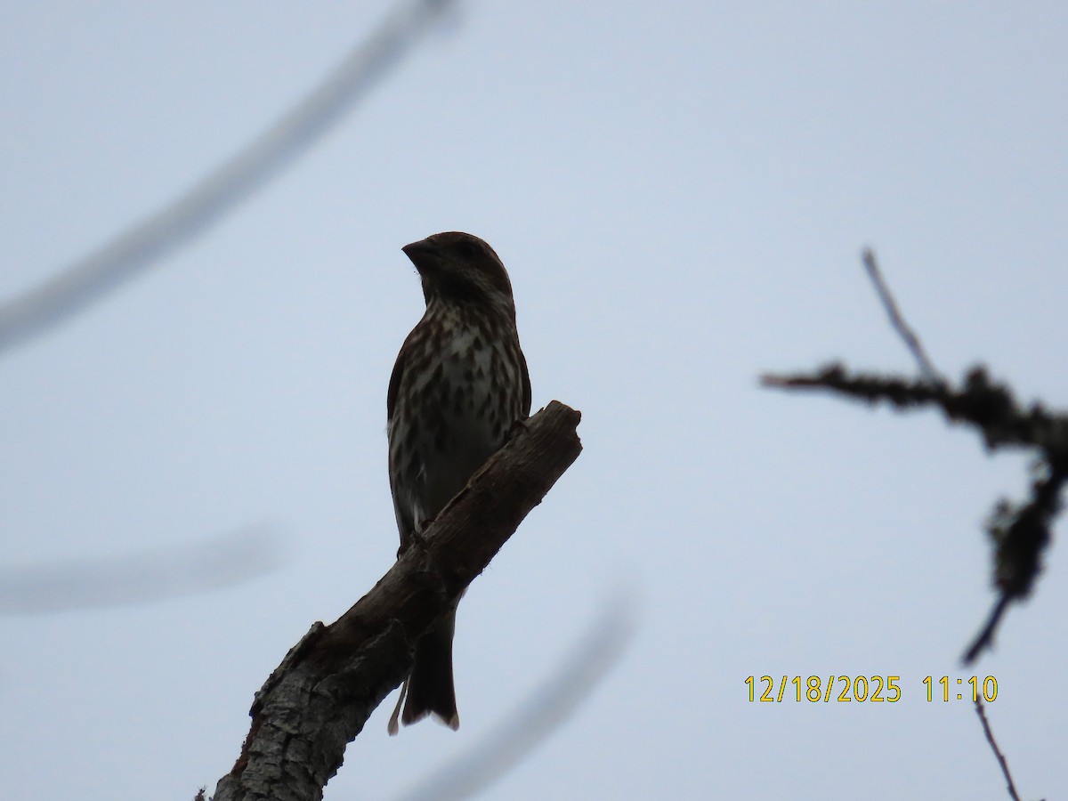 ムラサキマシコ - ML647436509