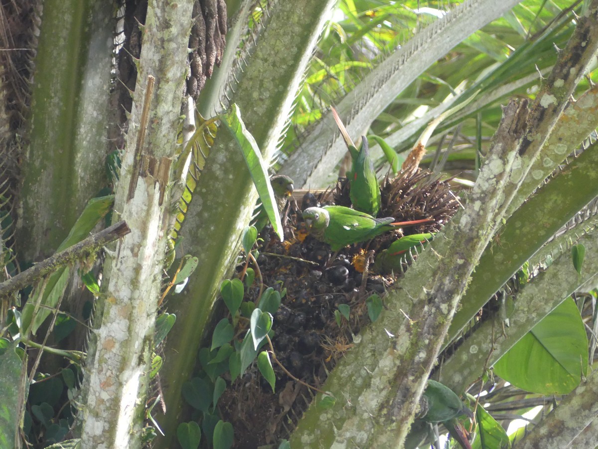 Cotorra Colinegra - ML647436515