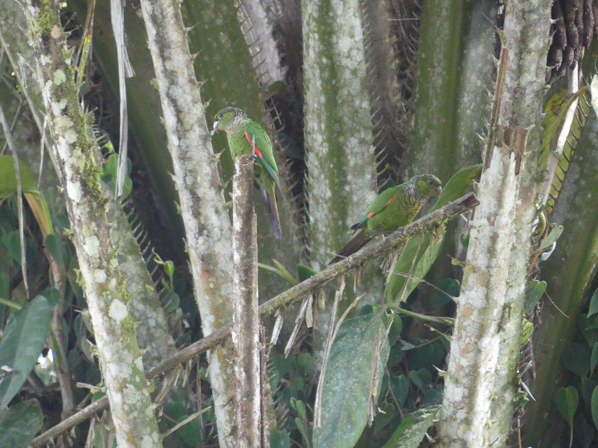 Cotorra Colinegra - ML647436516