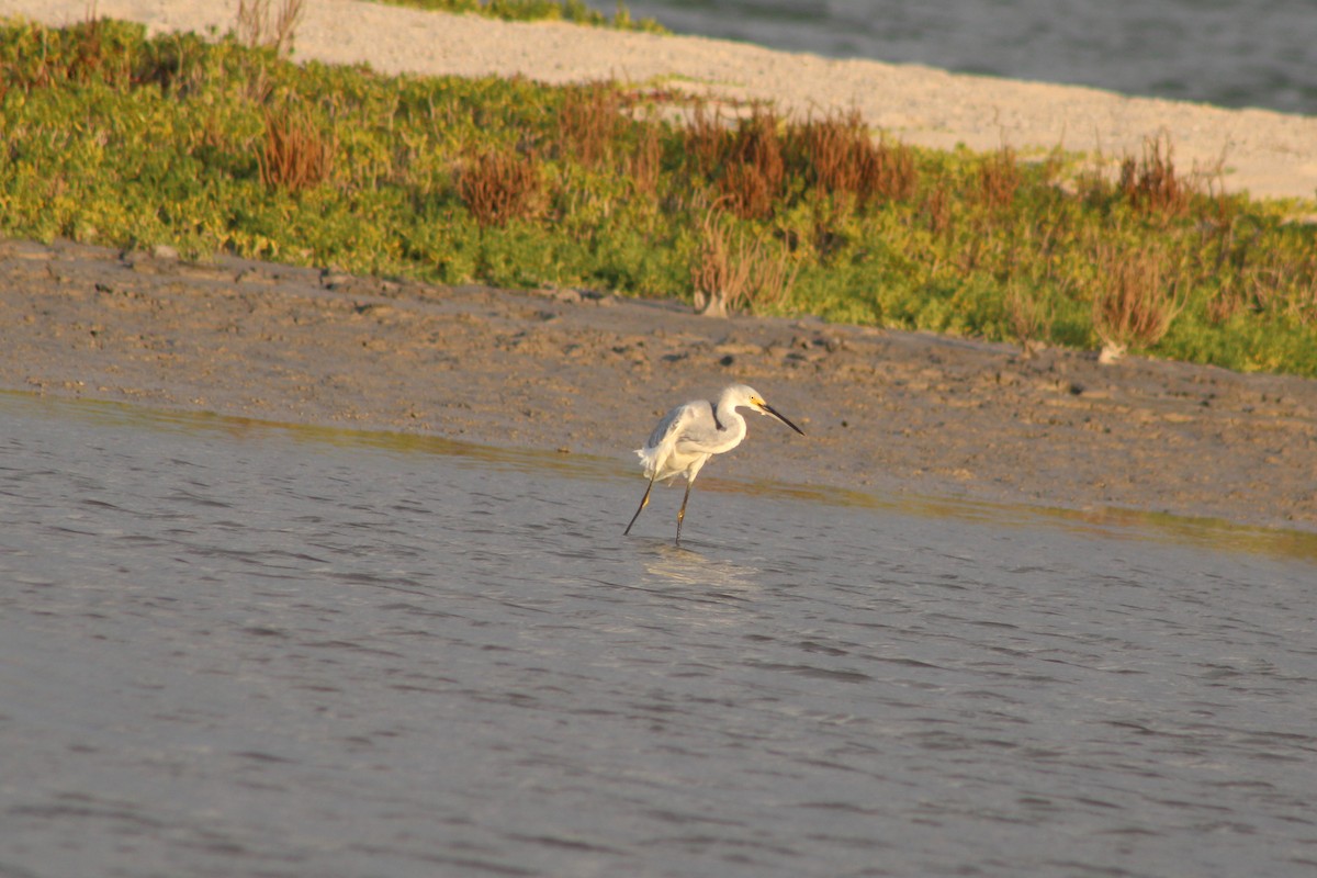 Трёхцветная x Снежная цапля (гибрид) - ML647436520