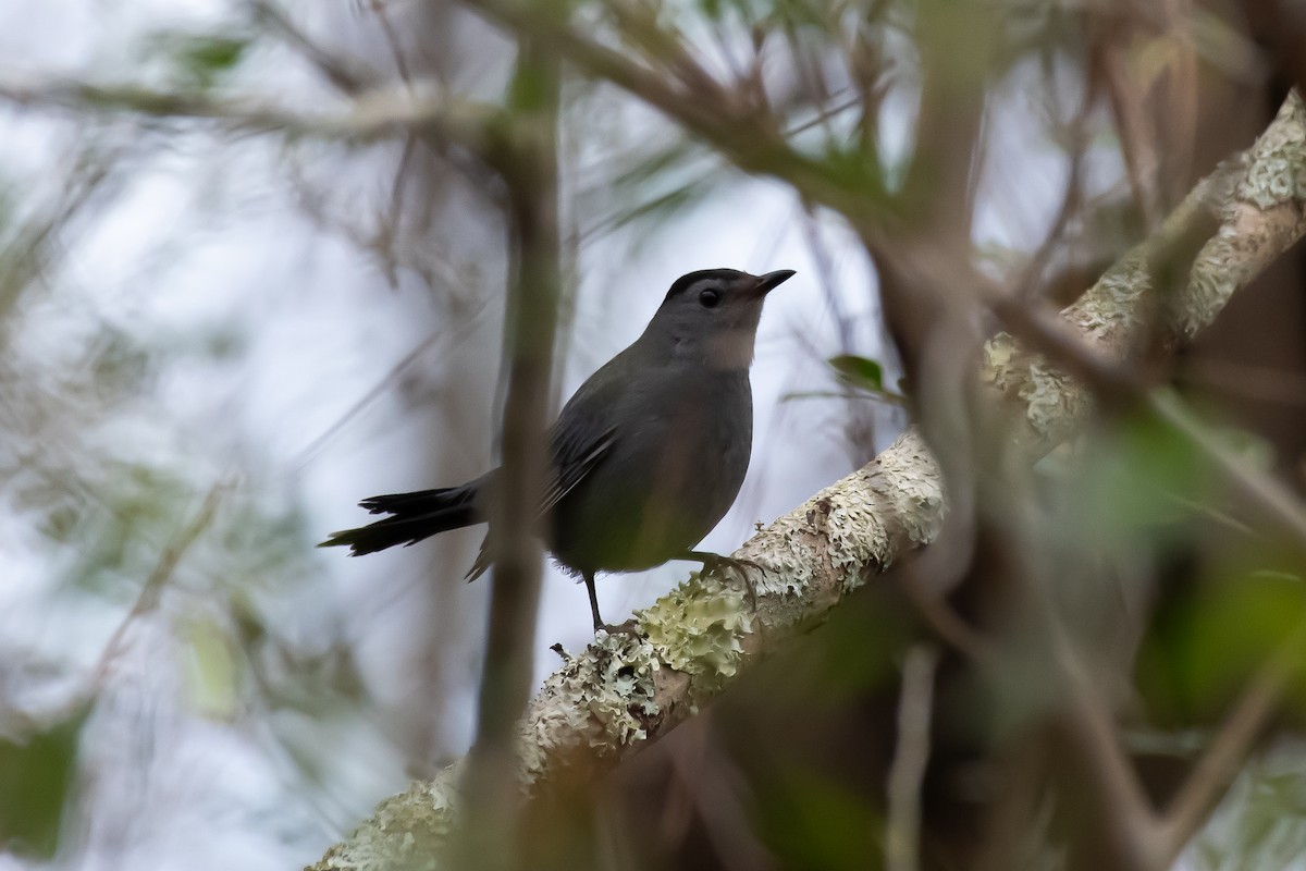 Gray Catbird - ML647436534