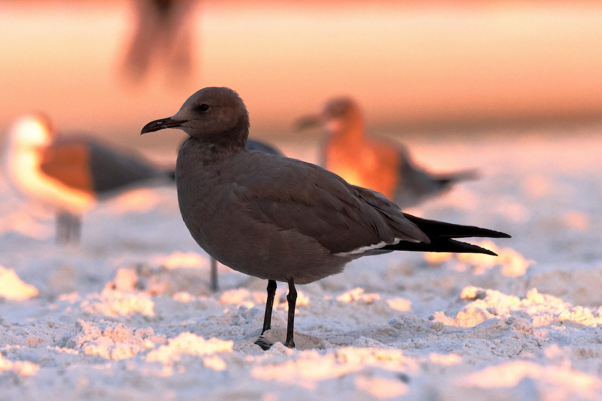 Gray Gull - ML647436542