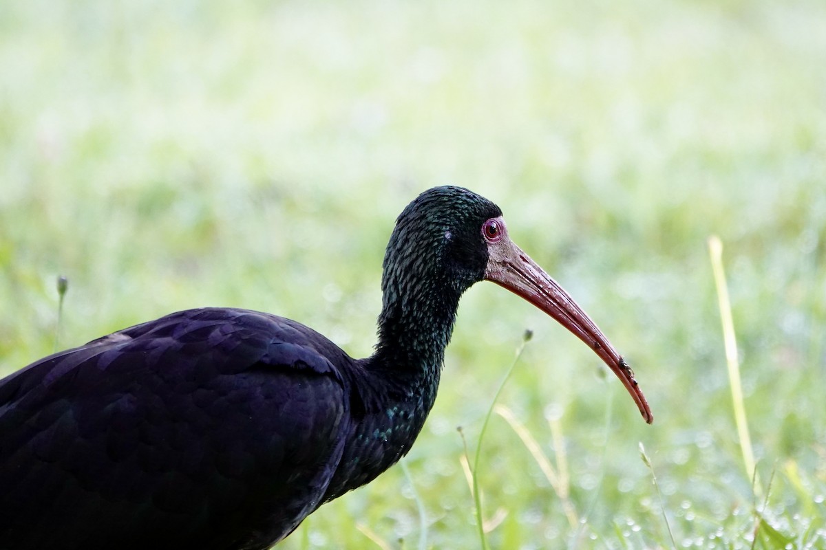 Bare-faced Ibis - ML647436544