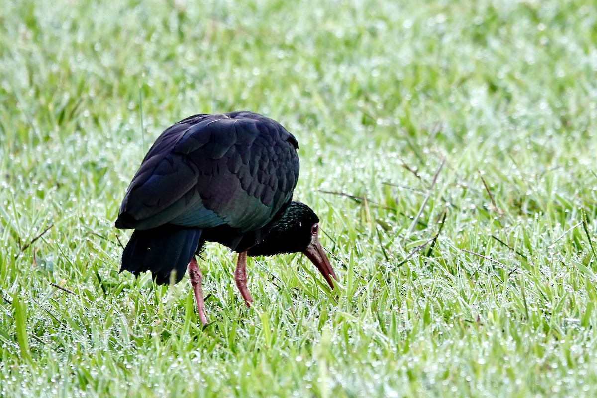 Bare-faced Ibis - ML647436545
