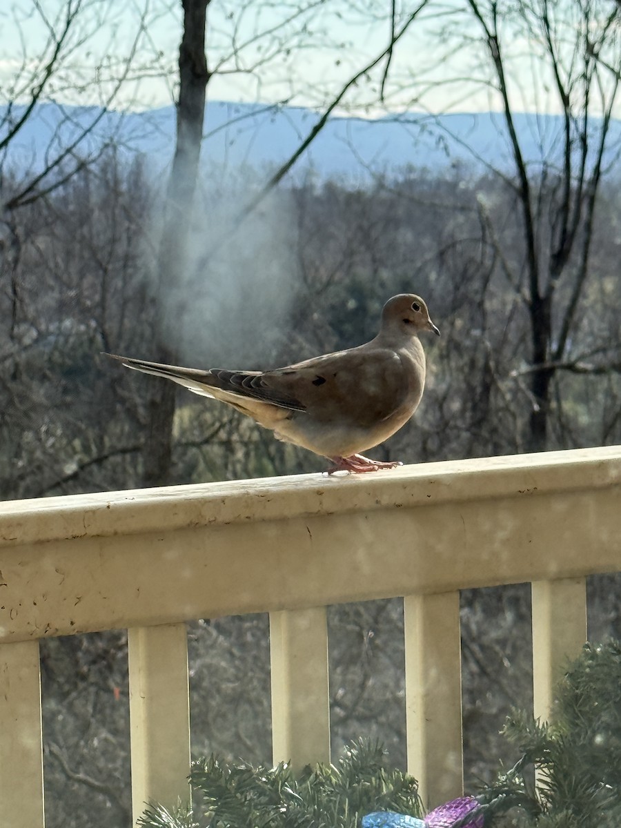 תורית אמריקנית - ML647436546