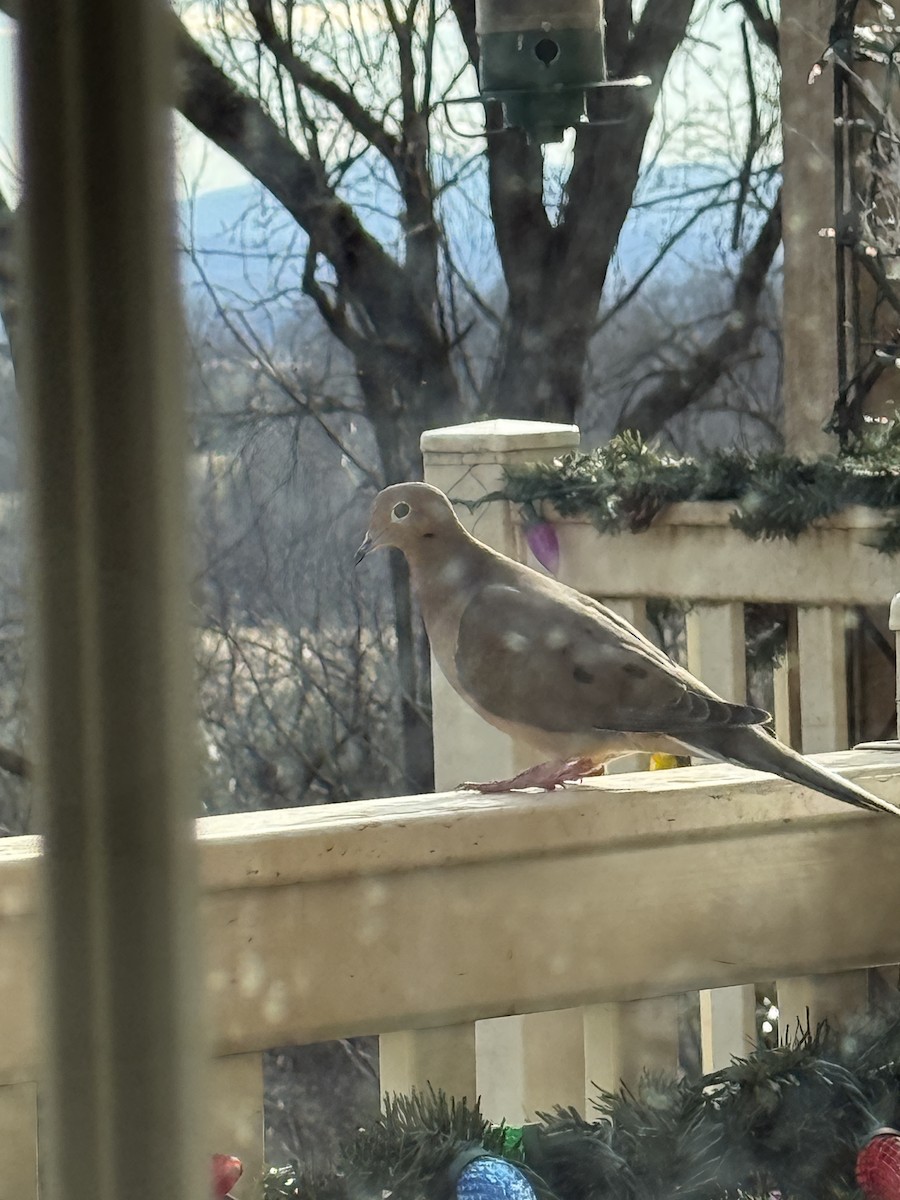 תורית אמריקנית - ML647436547