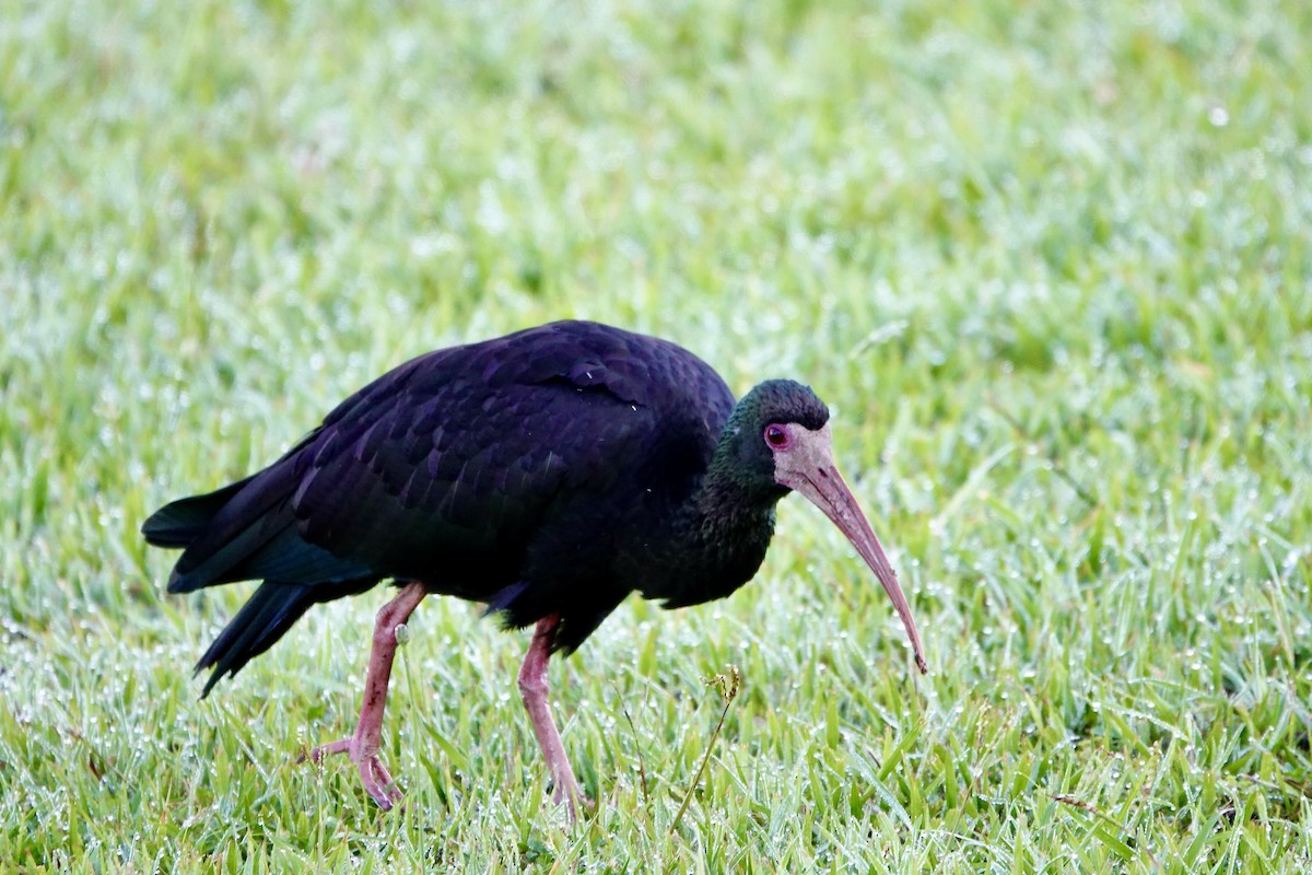 Bare-faced Ibis - ML647436548