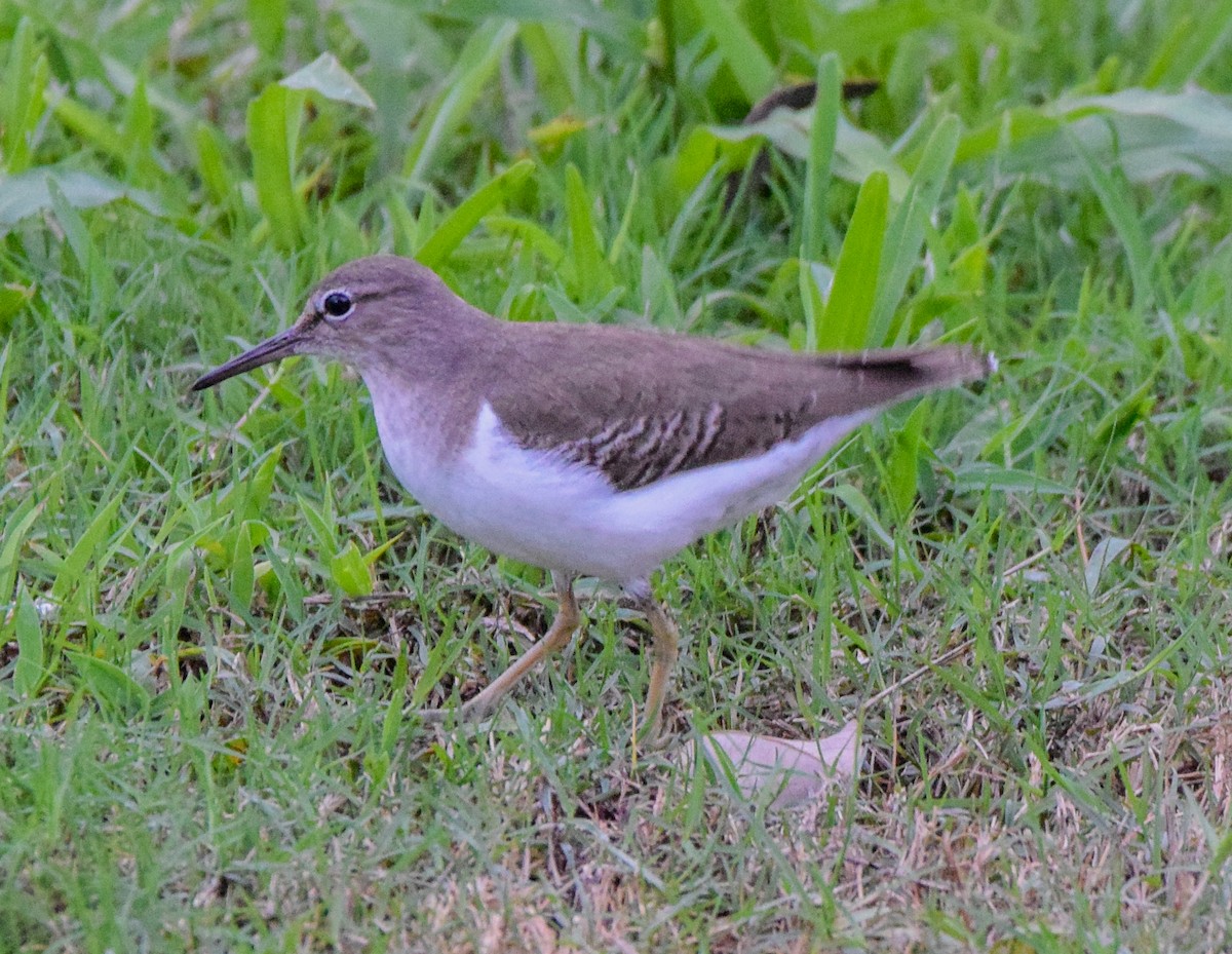 Benekli Düdükçün - ML647436555