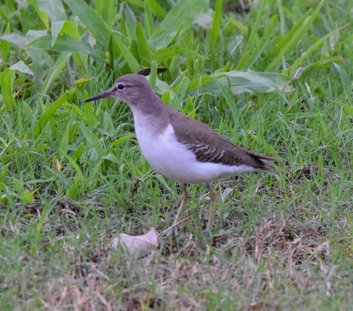 Benekli Düdükçün - ML647436556