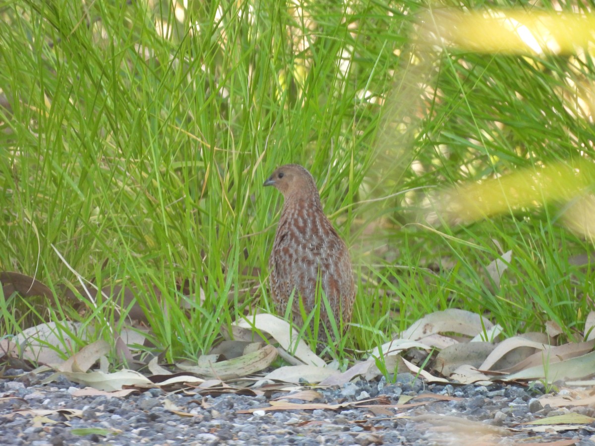 Brown Quail - ML647436563