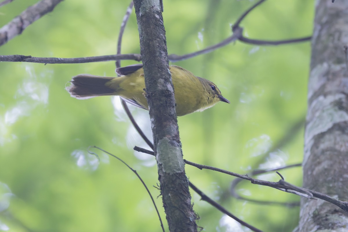 Двухполосый певун - ML647436564