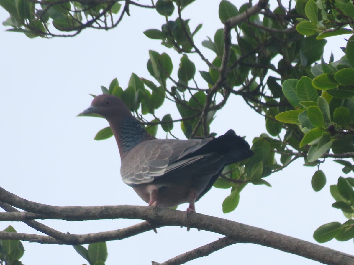 Picazuro Pigeon - ML647436566