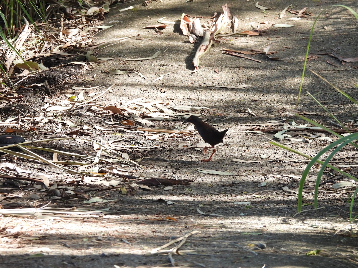 Spotless Crake - ML647436570