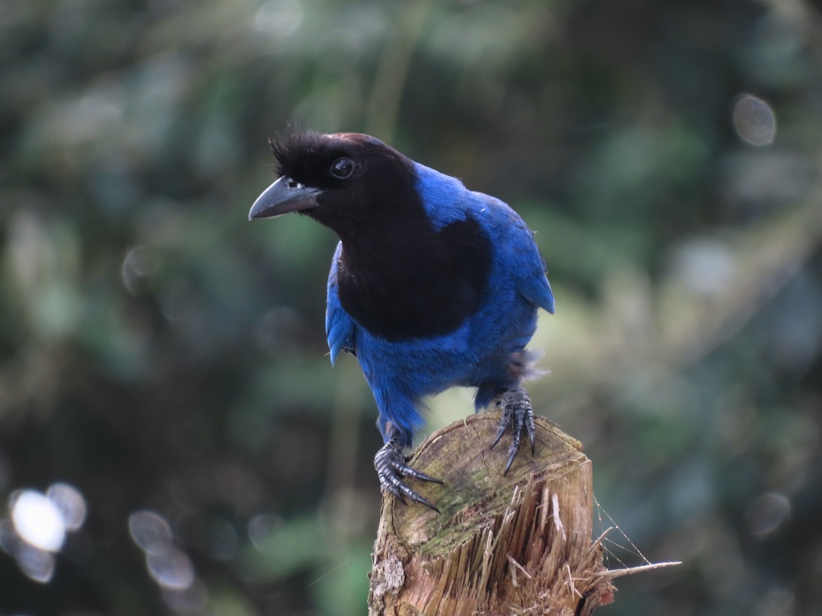 Azure Jay - ML647436575