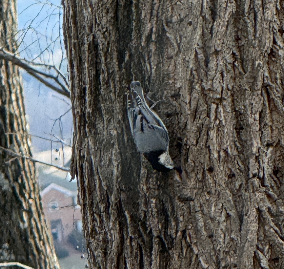 White-breasted Nuthatch - ML647436587