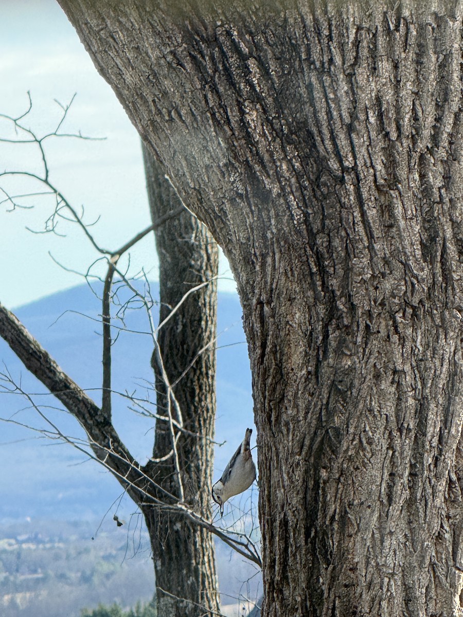 White-breasted Nuthatch - ML647436588