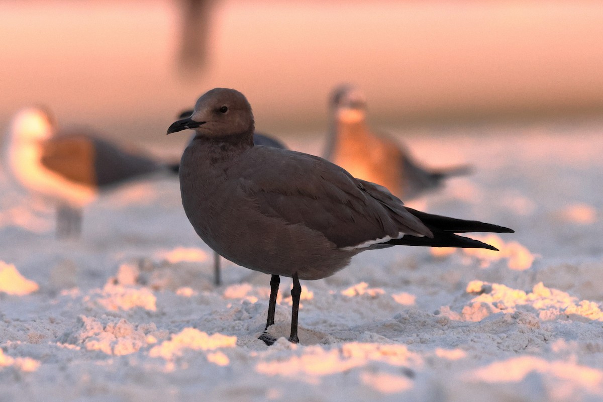 Gray Gull - ML647436593