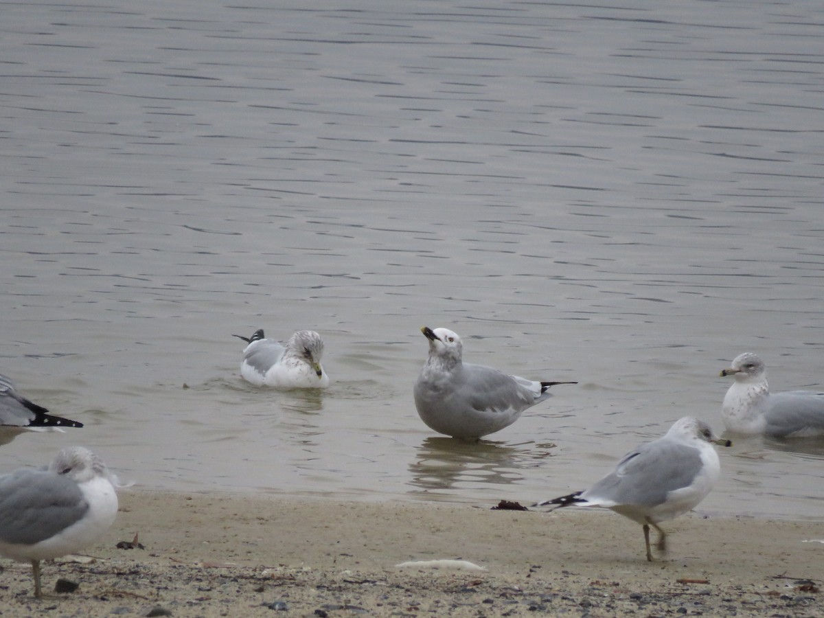 Мартиновий sp. - ML647436595