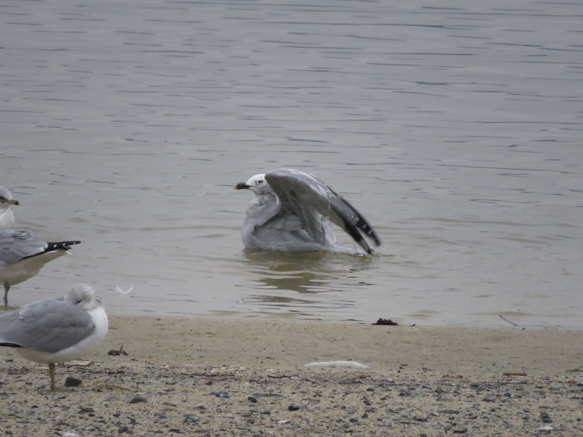 Мартиновий sp. - ML647436596