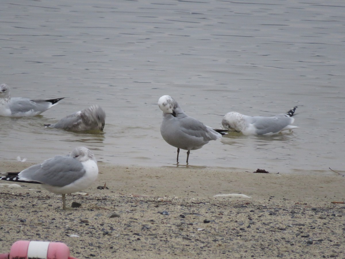 Мартиновий sp. - ML647436597