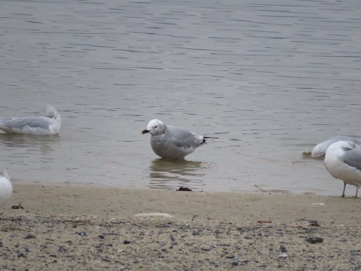 Мартиновий sp. - ML647436598