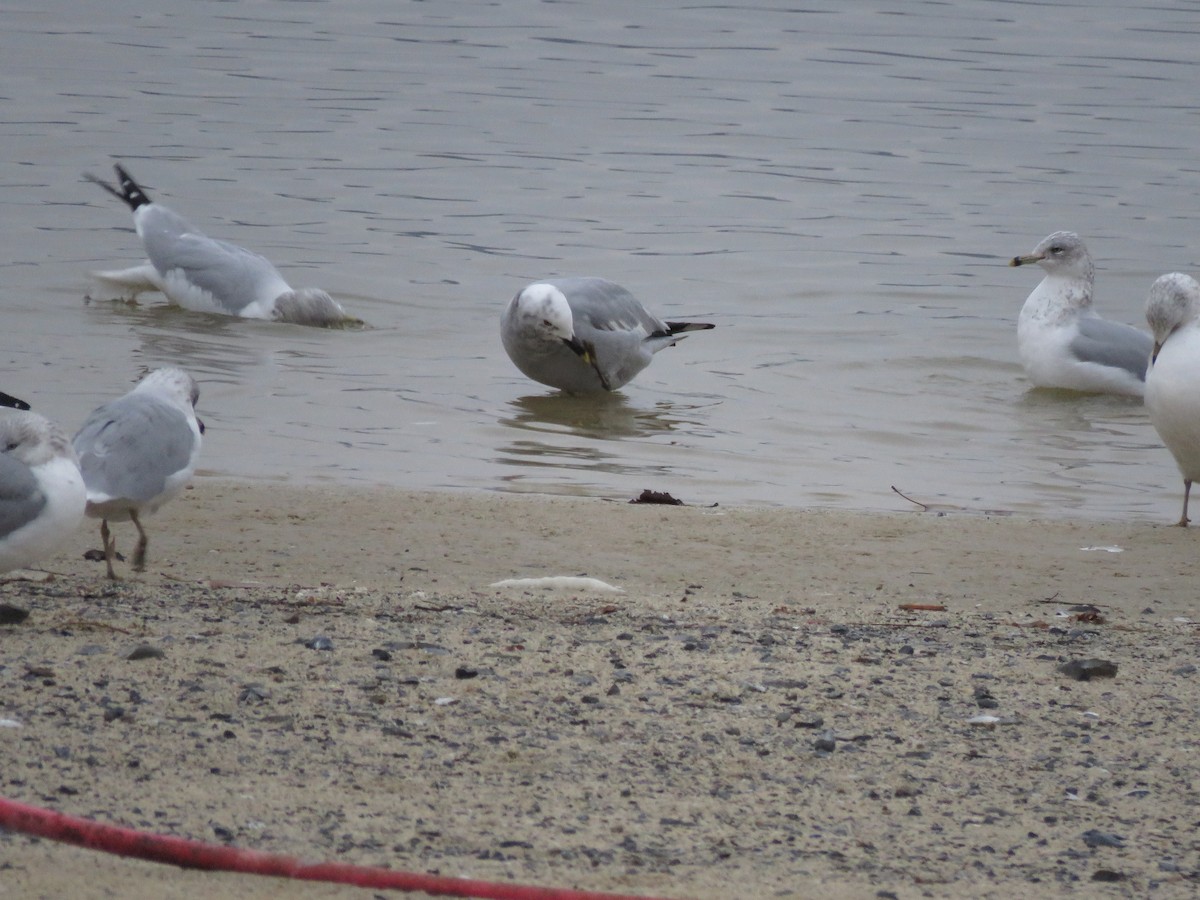 Мартиновий sp. - ML647436599