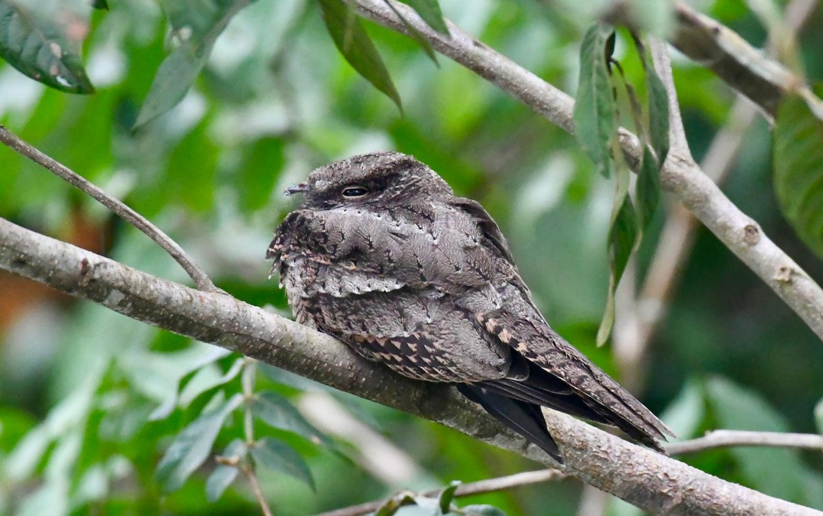 Ladder-tailed Nightjar - ML647436601