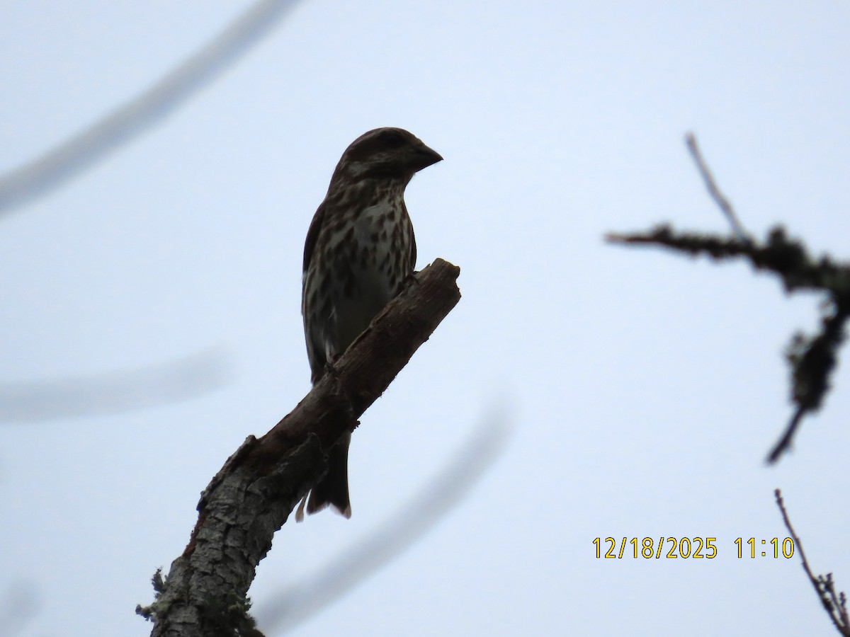 ムラサキマシコ - ML647436605