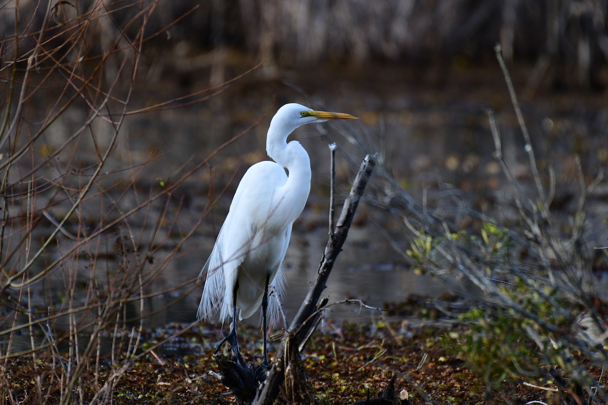 volavka bílá - ML647436608