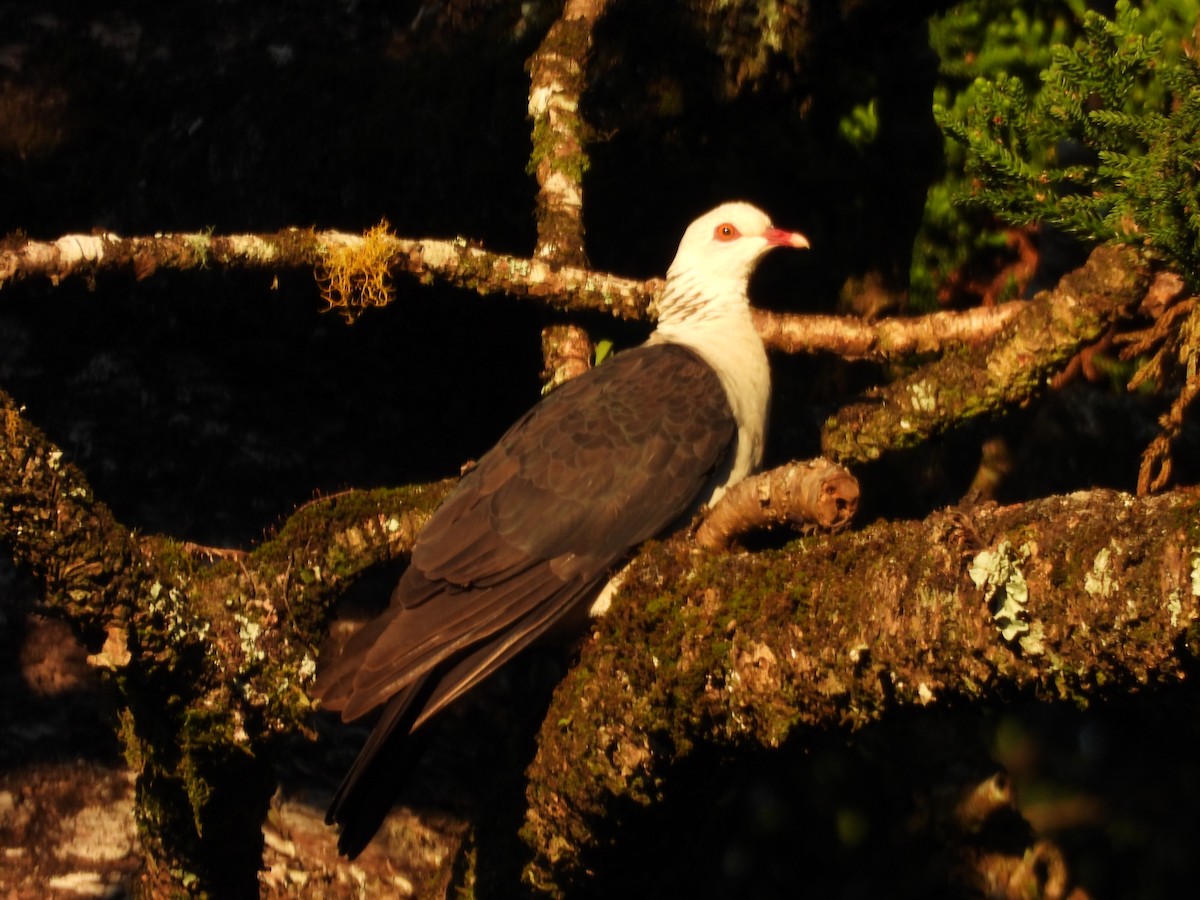 White-headed Pigeon - ML647436610