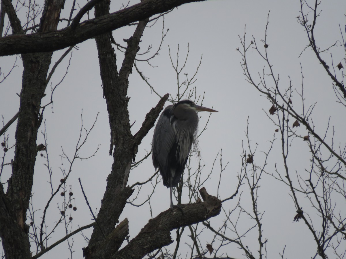 Great Blue Heron - ML647436612