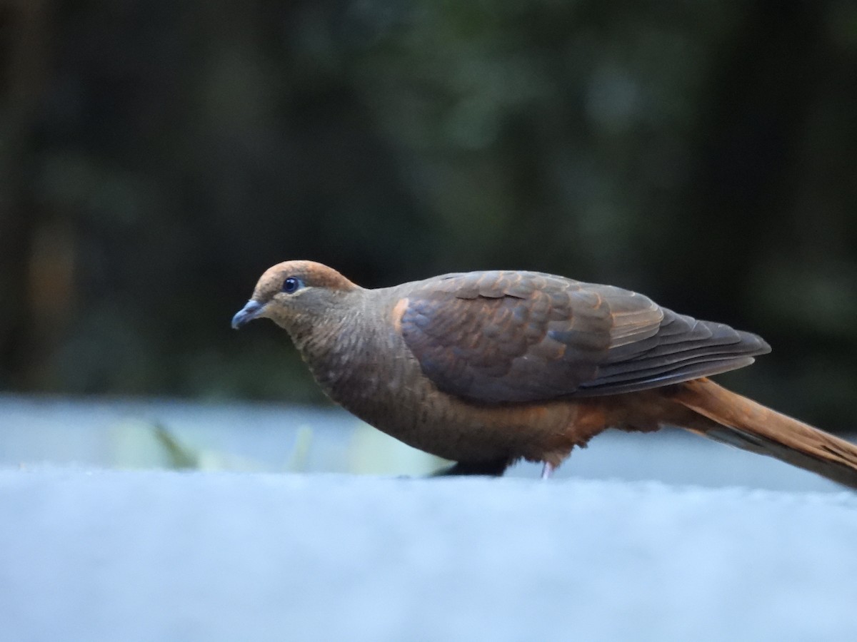 Maronentaube - ML647436617