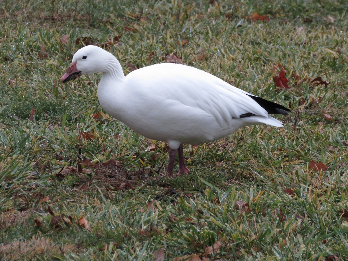 Snow Goose - ML647436623
