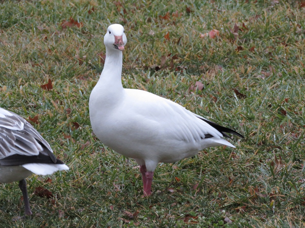 Snow Goose - ML647436624