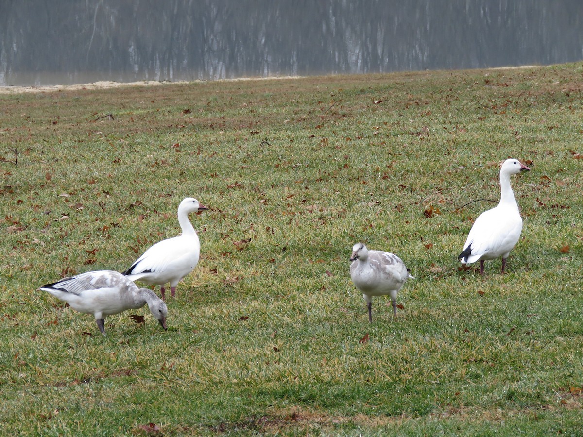 Snow Goose - ML647436625