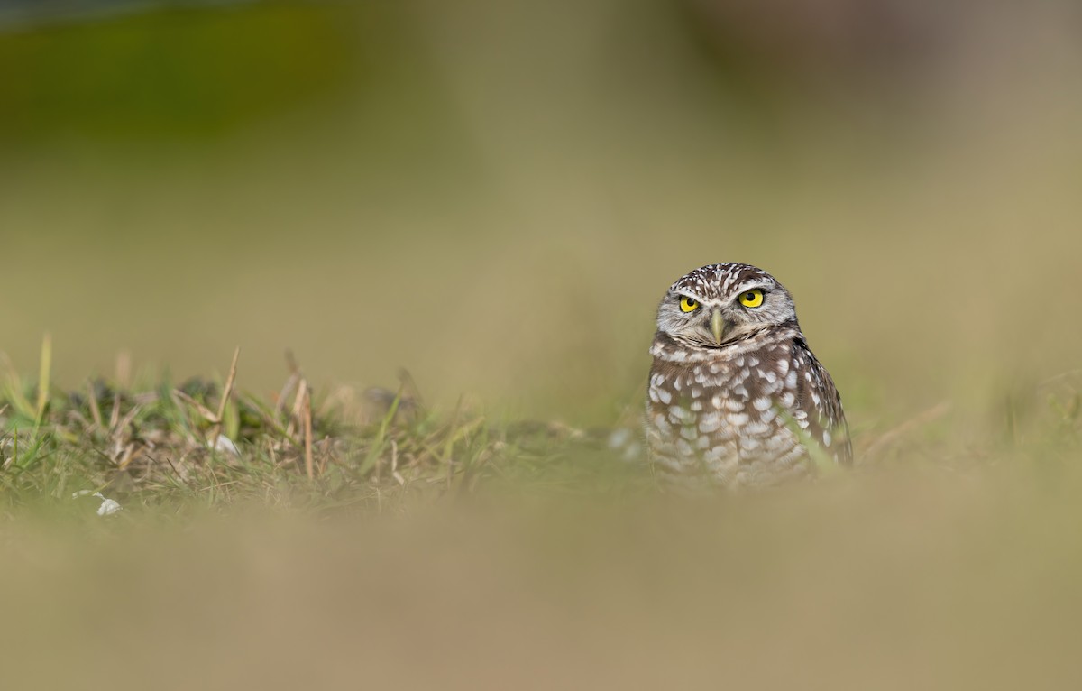 Kaninchenkauz - ML647436626