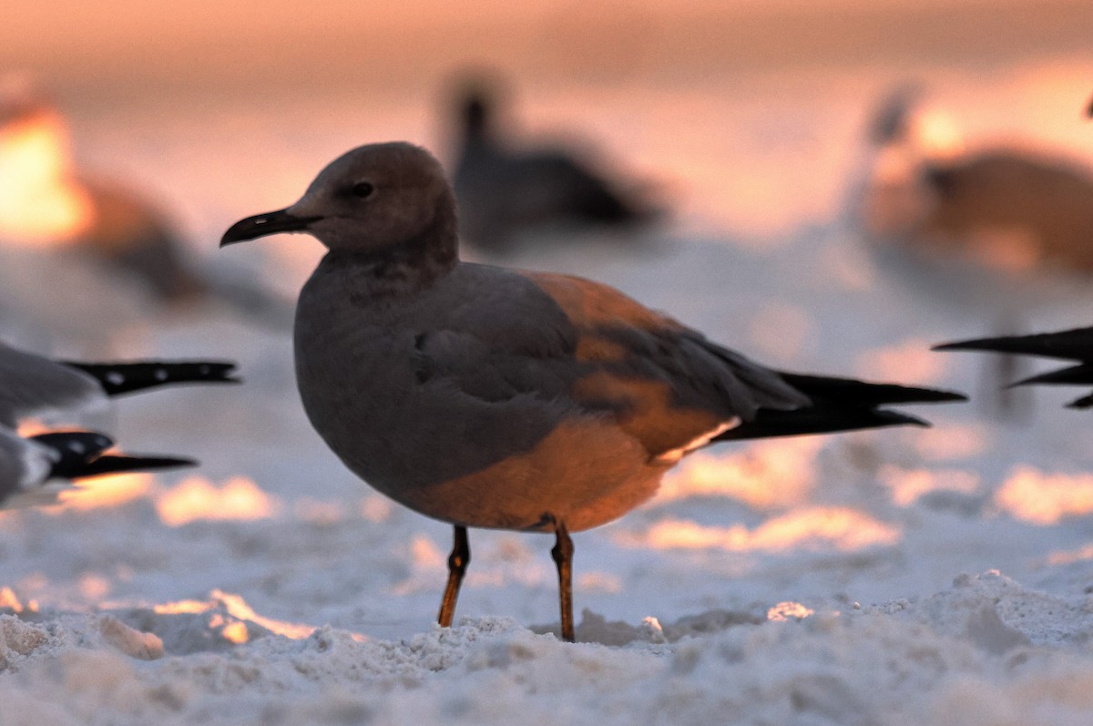 Gray Gull - ML647436636