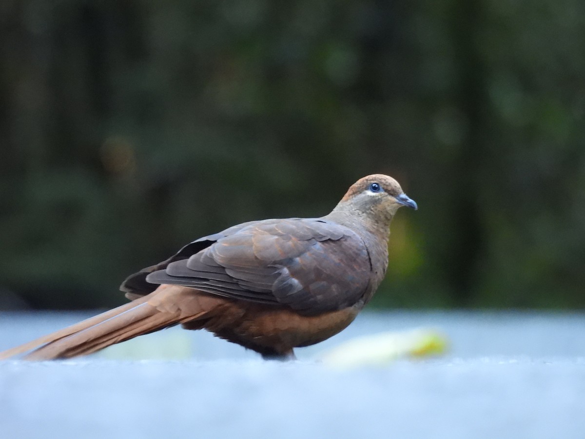 Maronentaube - ML647436639